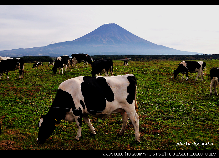 奶牛富士山2