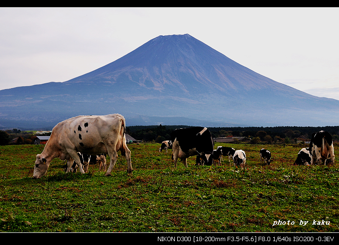 奶牛富士山1