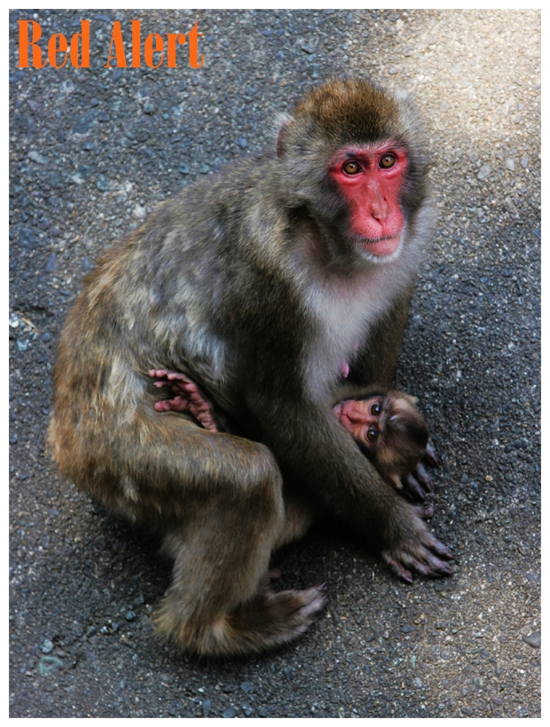 20050801-monkey-01.jpg
