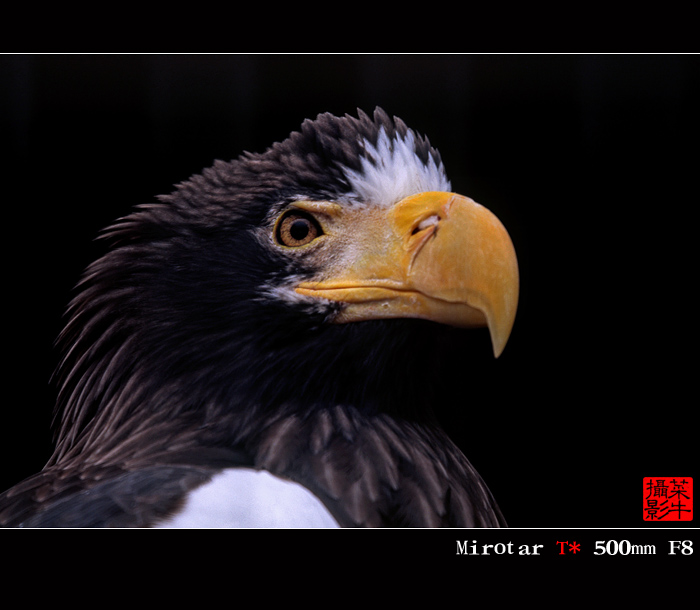 eagle-1.jpg