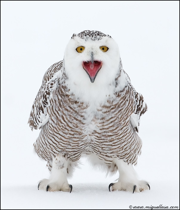 wild snow owl.jpg