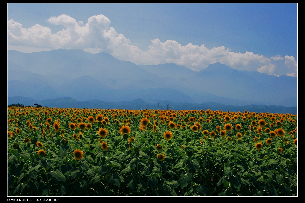 2006-8-sunflower-01.jpg