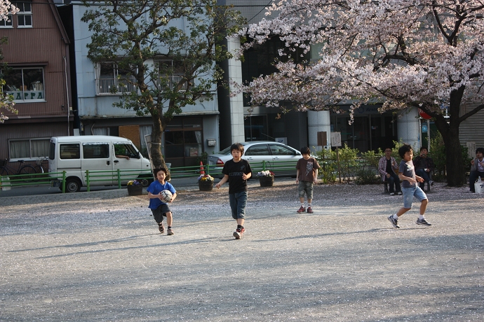 sakura 010.jpg