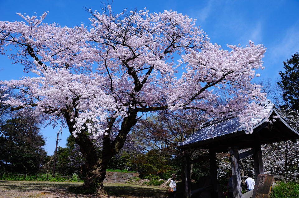 金沢城的院子里开的桜