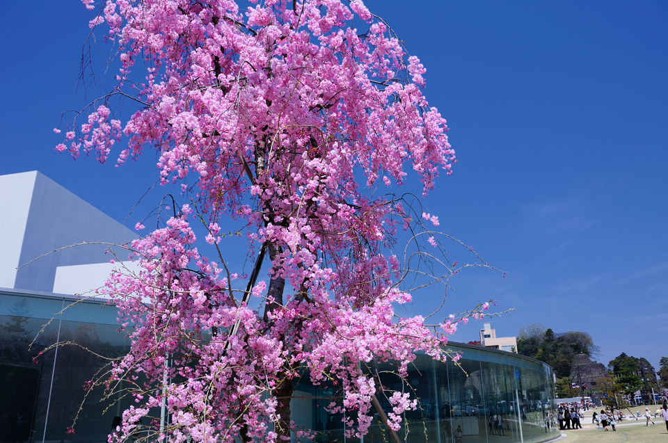 金沢21世紀美術館后院的枝垂桜