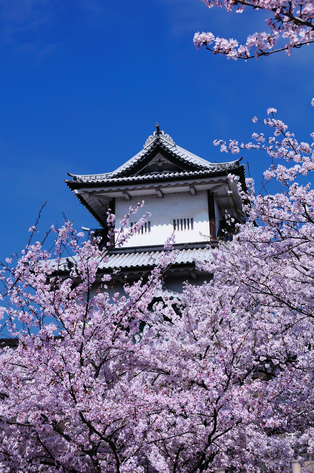 金沢城的桜