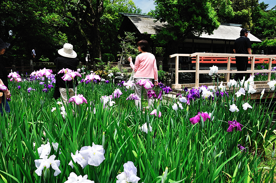 伊势神宫外宫的菖蒲の花