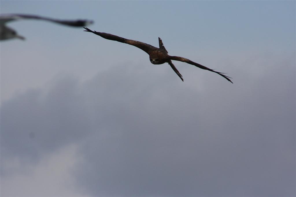 松岛上空的鹰--国产滑翔机