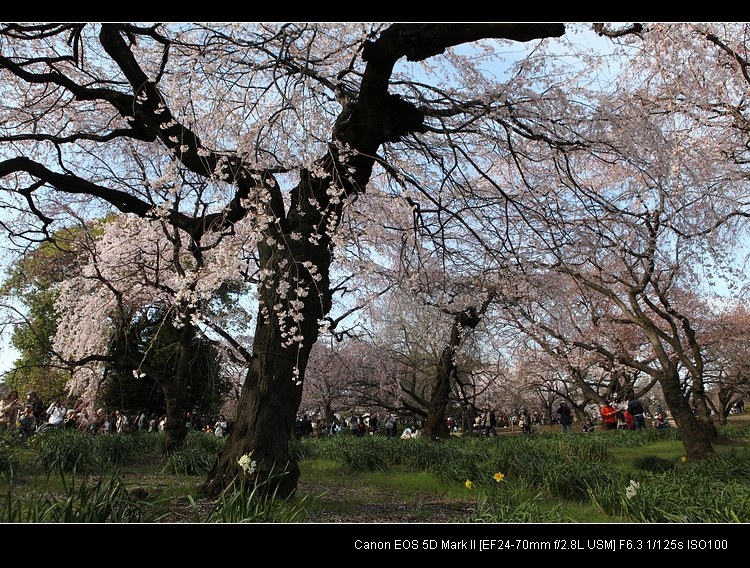 2010-03-27-sakura-01s.jpg