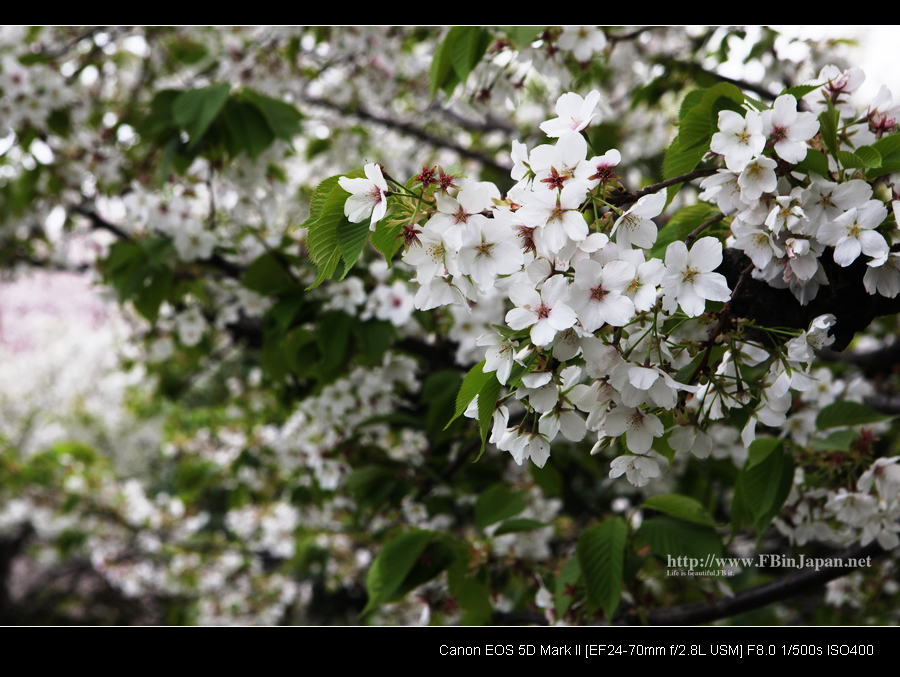 2010-04-09-sakura-02s.jpg