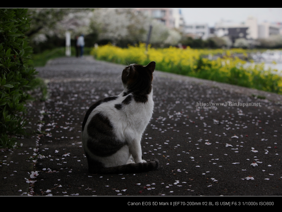 2010-04-09-cat-09s.jpg