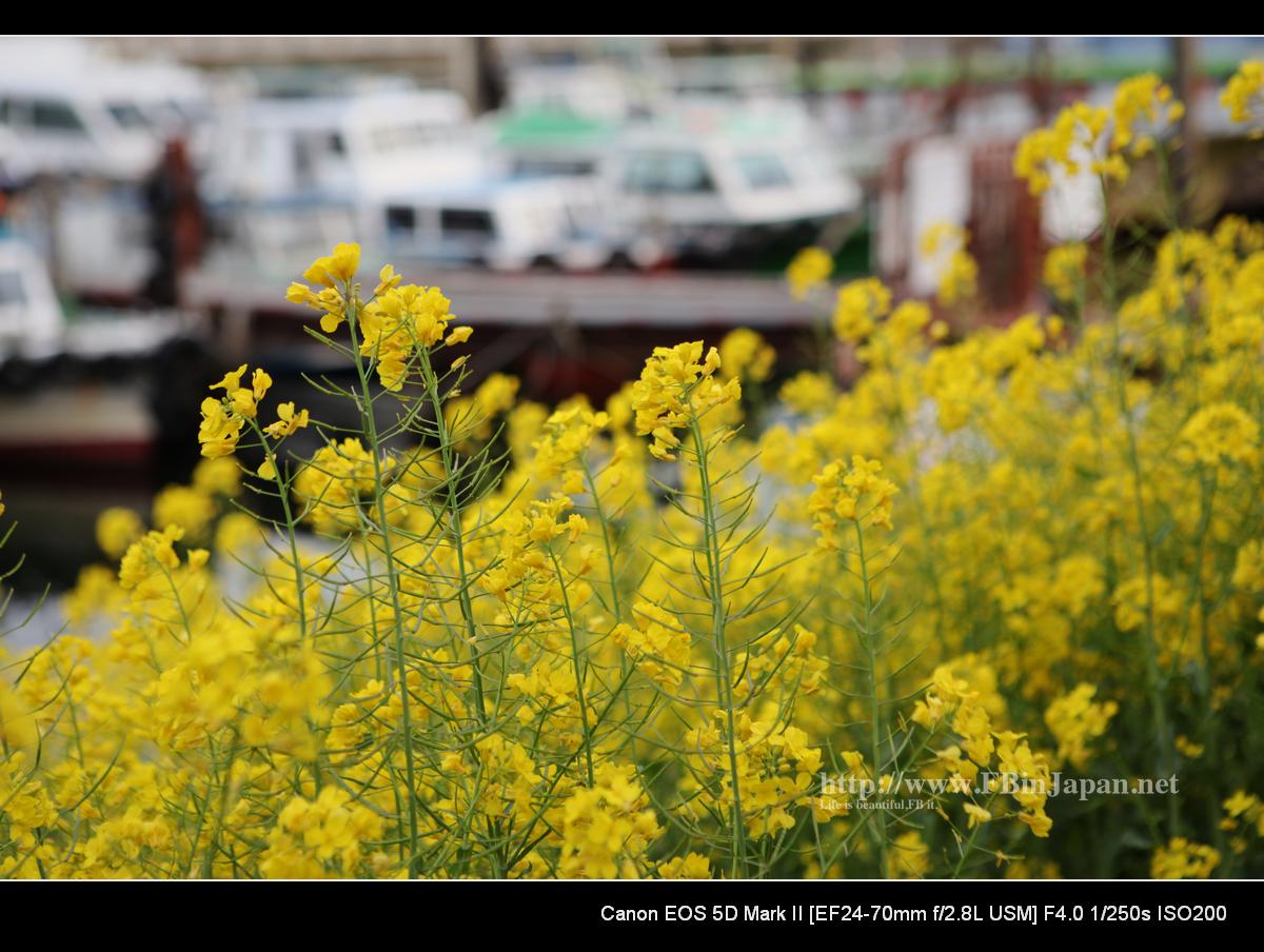 2010-04-10-nanohana-01s.jpg