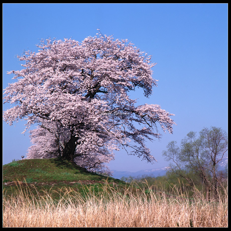 Cherry-tree-1forweb.jpg