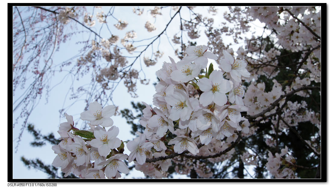 弘前城的樱花1