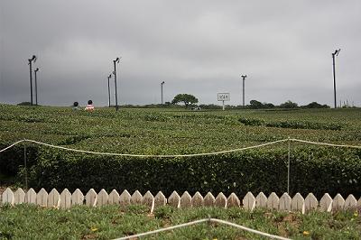 _MG_2594-w400.jpg