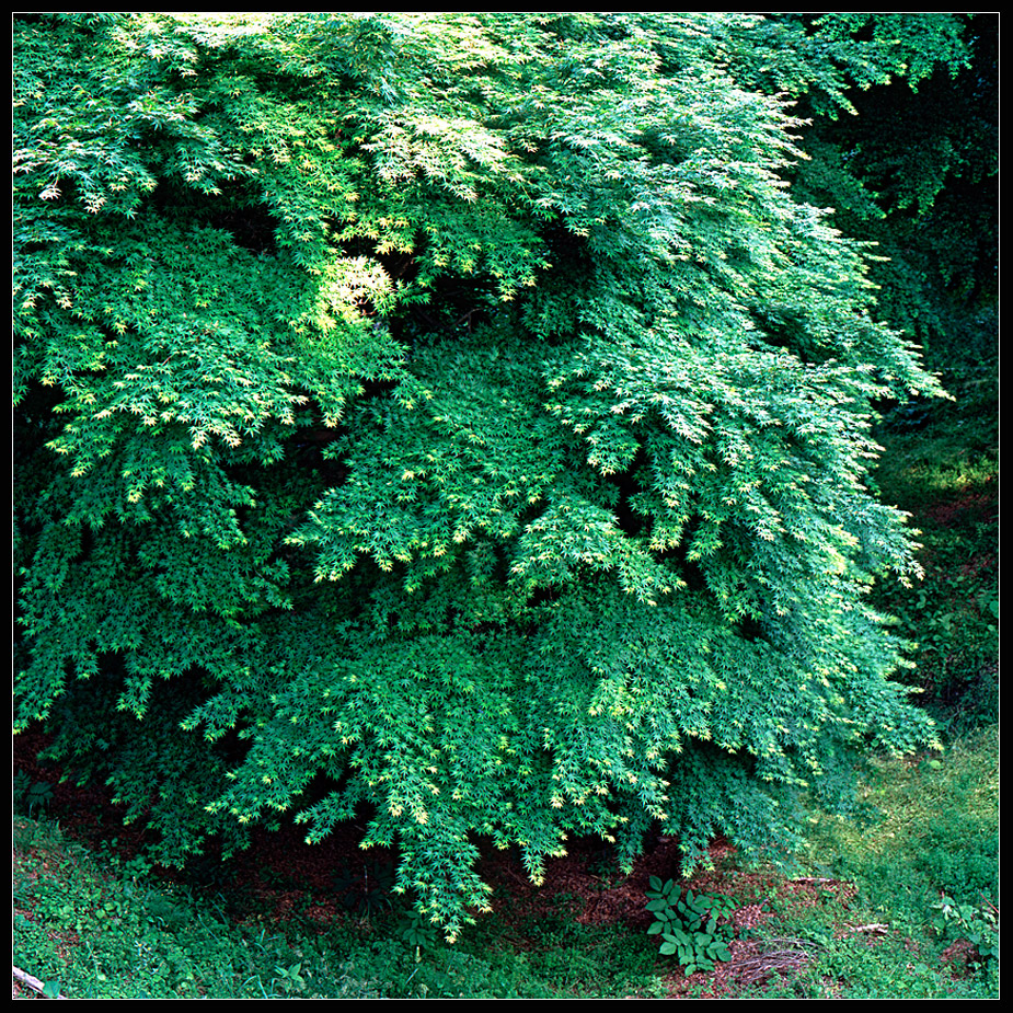 green-6colorforweb.jpg