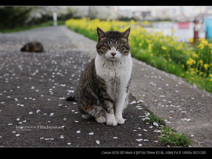2010-04-09-cat-17s.jpg