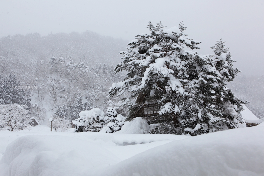 IMG_3052-shirakawago-wada-house.jpg