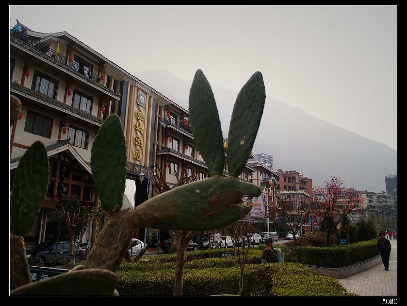 P1019594.jpg