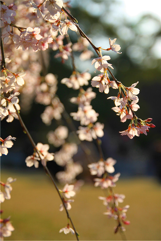 京都御苑夕阳下的樱花.jpg