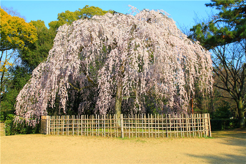 京都御苑的樱花.jpg