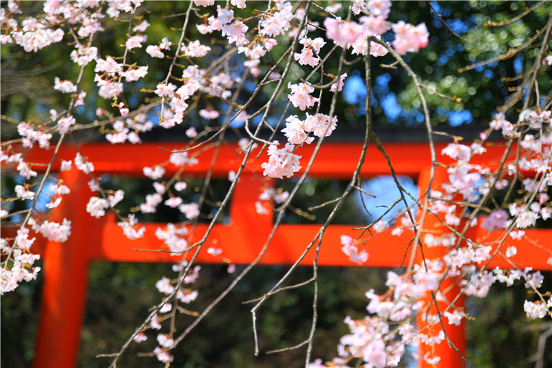 祇園の桜.jpg