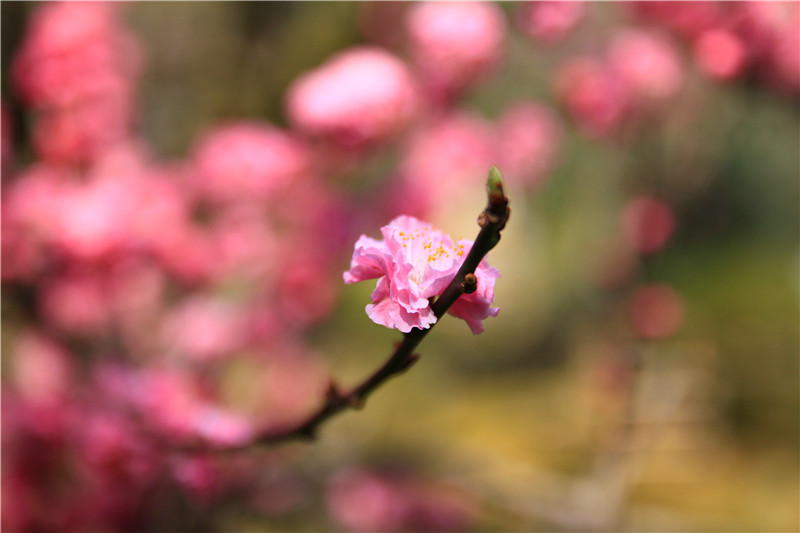 龍安寺的梅花.jpg