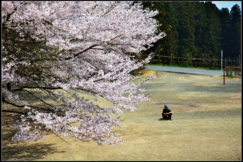 空地上坐在地上休息的老年人，樱花树下，何等惬意。