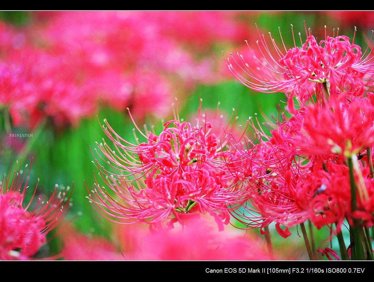 20111001-flower-01-IMG_0160.jpg