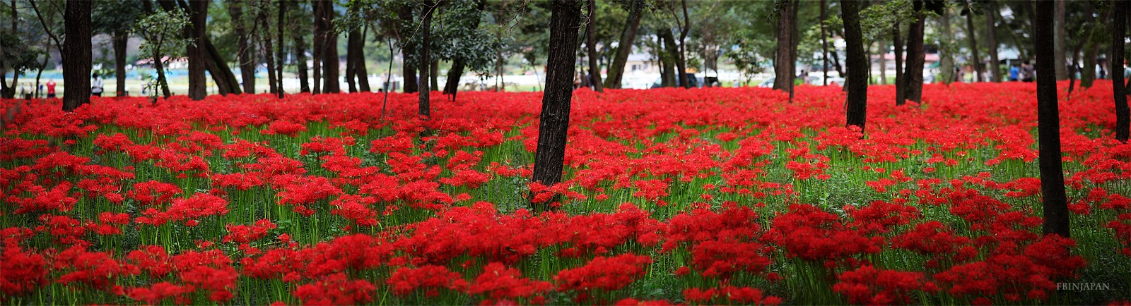 20111001-flower-pano-v1.jpg