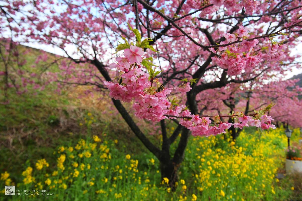 2012-03-11-sakura-IMG_6412.jpg