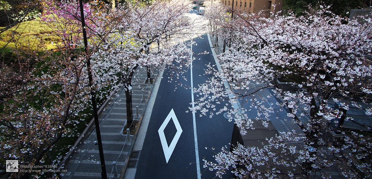 2012-04-05-roppongi-sakura-IMG_7658.jpg