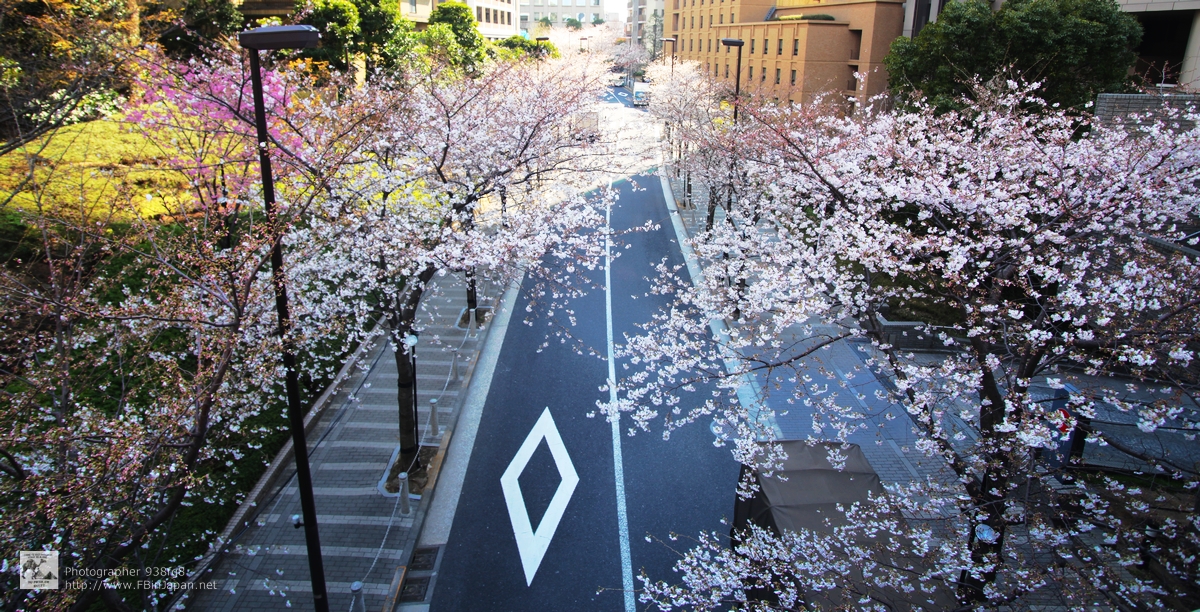 2012-04-05-roppongi-sakura-IMG_7657.jpg