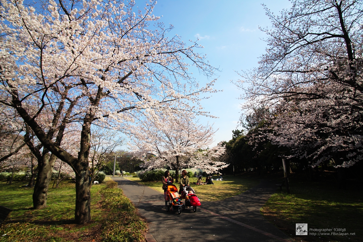 2012-04-06-tatsumi-sakura-IMG_8050.jpg