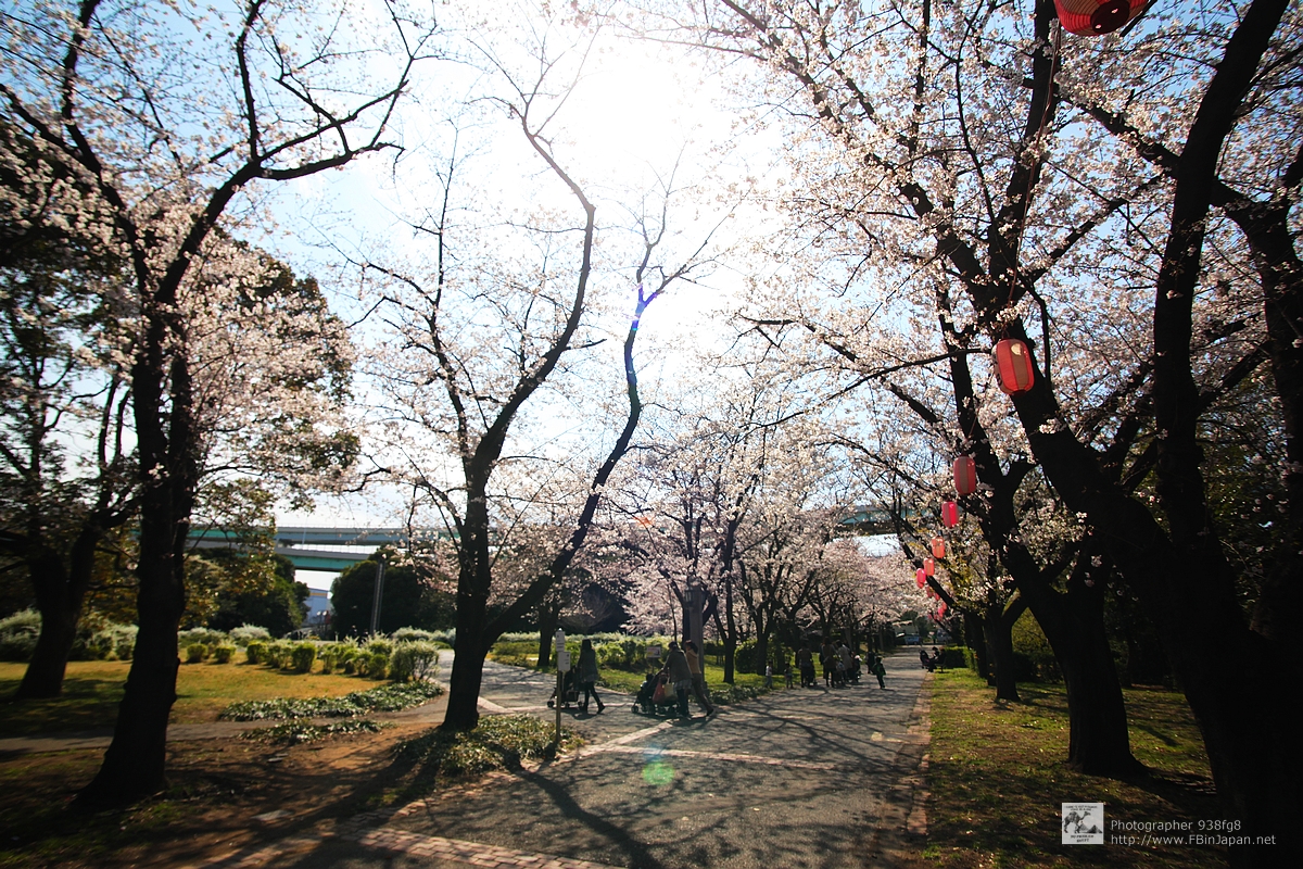 2012-04-06-tatsumi-sakura-IMG_8104.jpg