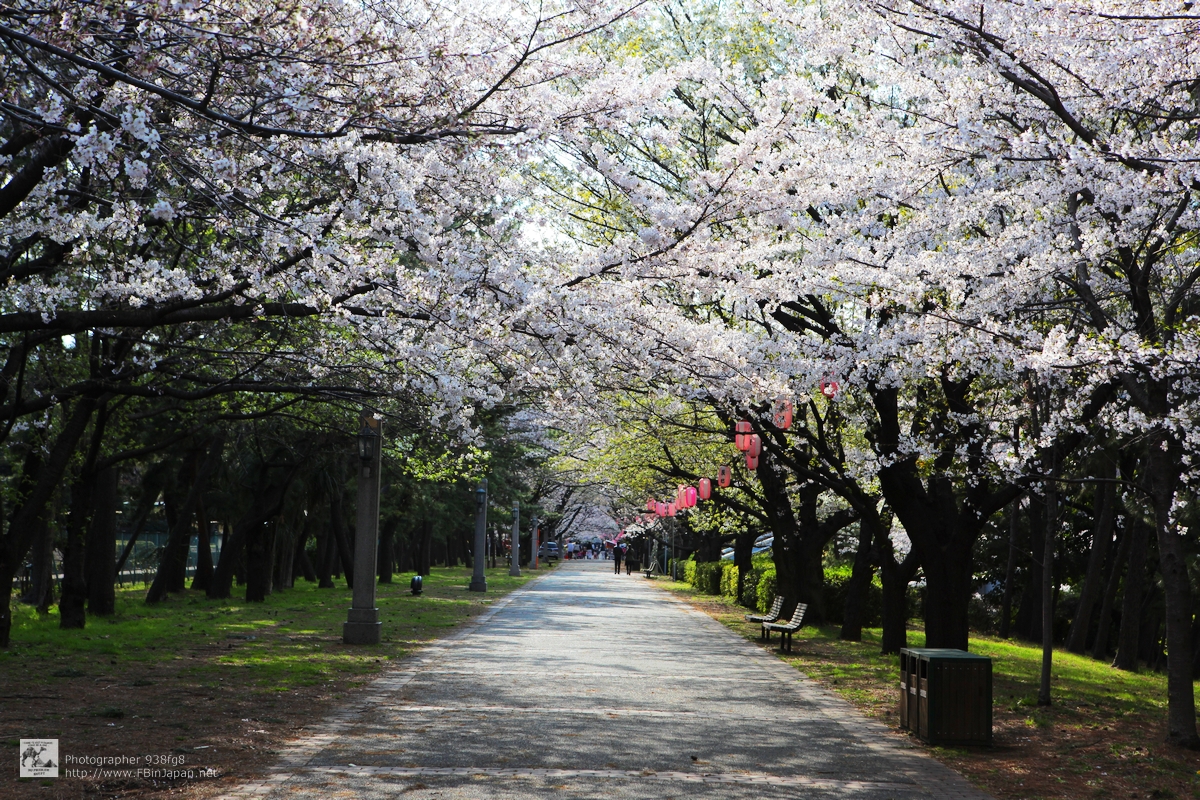 2012-04-06-tatsumi-sakura-IMG_8235.jpg