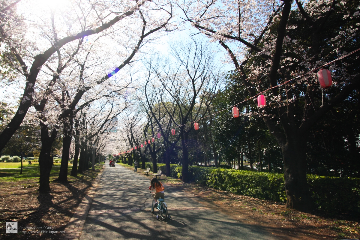 2012-04-06-tatsumi-sakura-IMG_8176.jpg