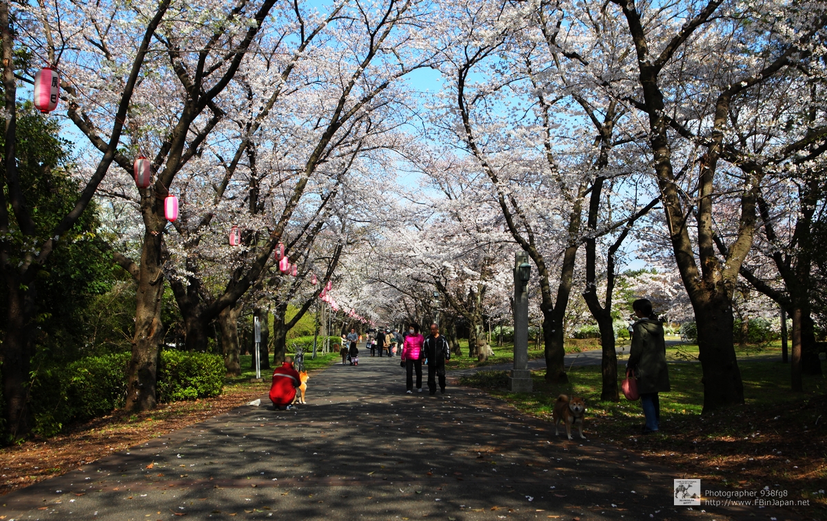 2012-04-06-tatsumi-sakura-IMG_8221.jpg