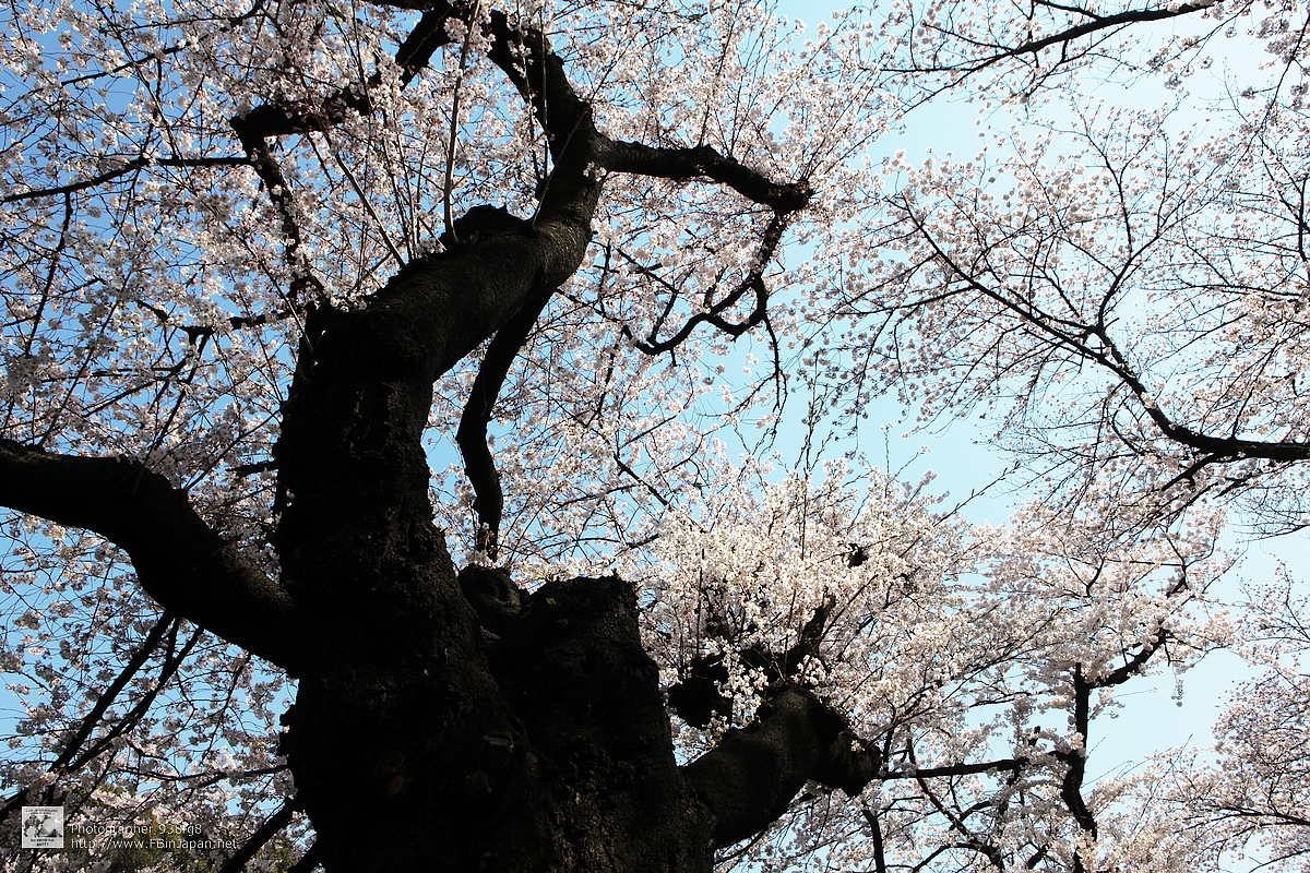 2012-04-09-sakura-IMG_9679.jpg