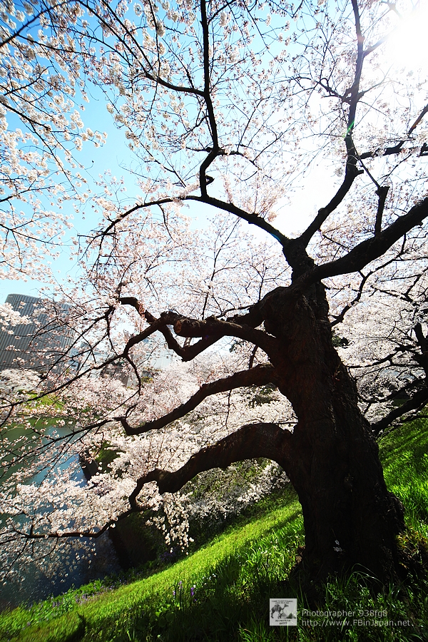 2012-04-09-sakura-IMG_9388.jpg