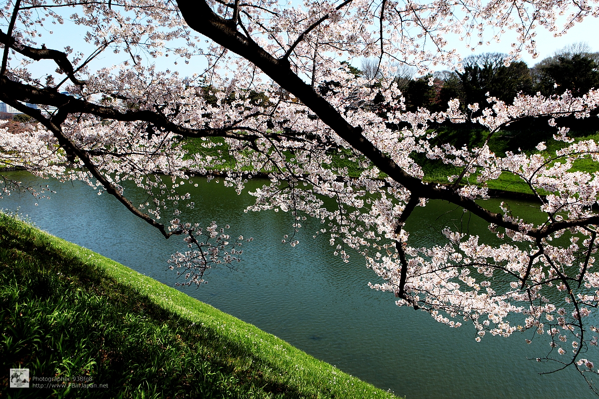 2012-04-09-sakura-IMG_9324.jpg