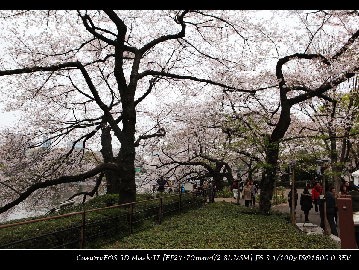 20130330-tokyo-sakura-IMG_9397.jpg
