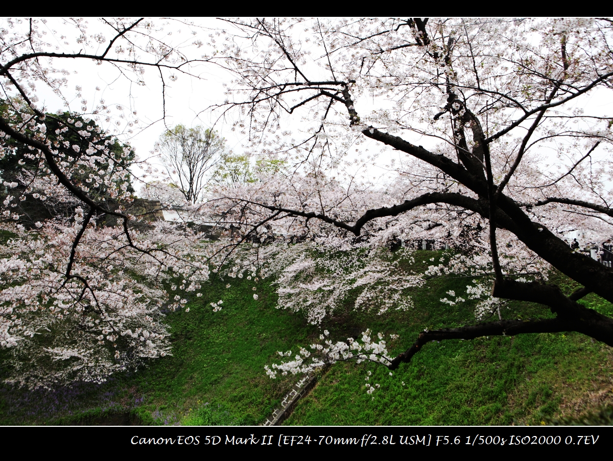 20130330-tokyo-sakura-IMG_9143.jpg