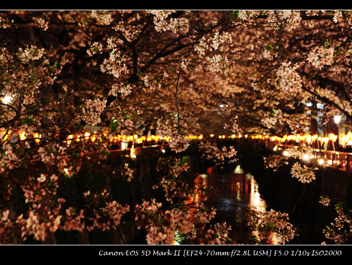 20130330-tokyo-sakura-IMG_9509.jpg