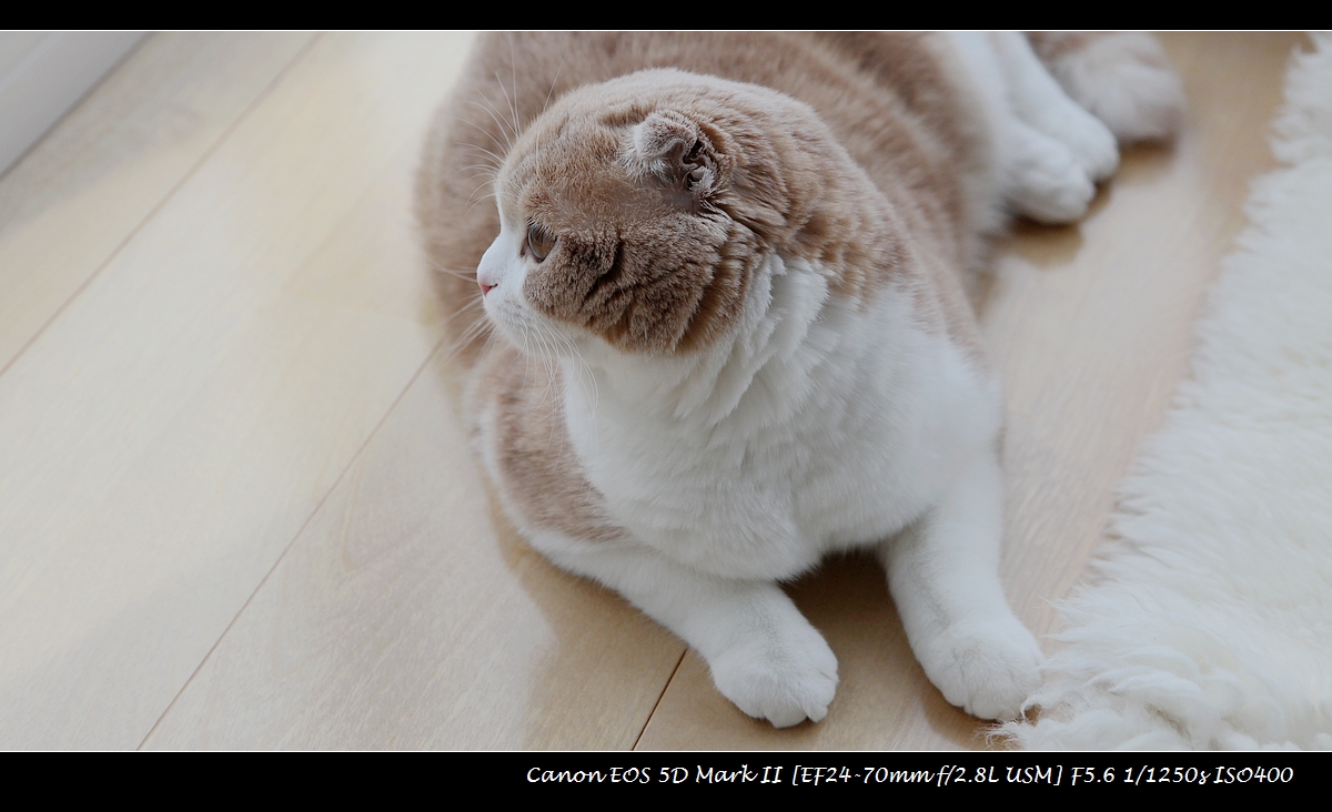 20130407-cat-File0193.jpg