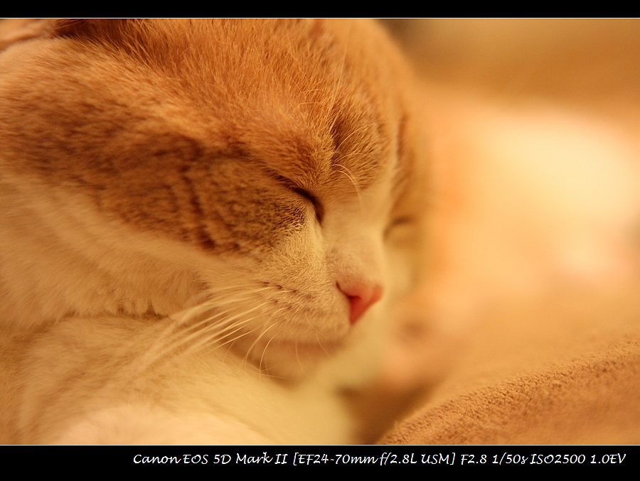 20130406-cat-IMG_9790.jpg