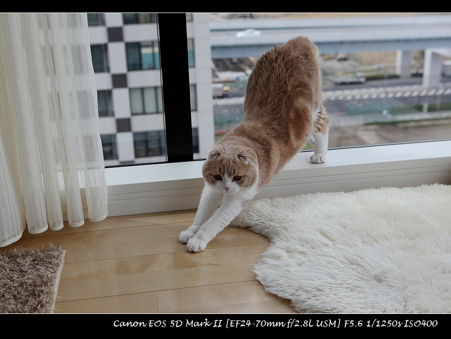 2013-04-07-cat-File0129.jpg