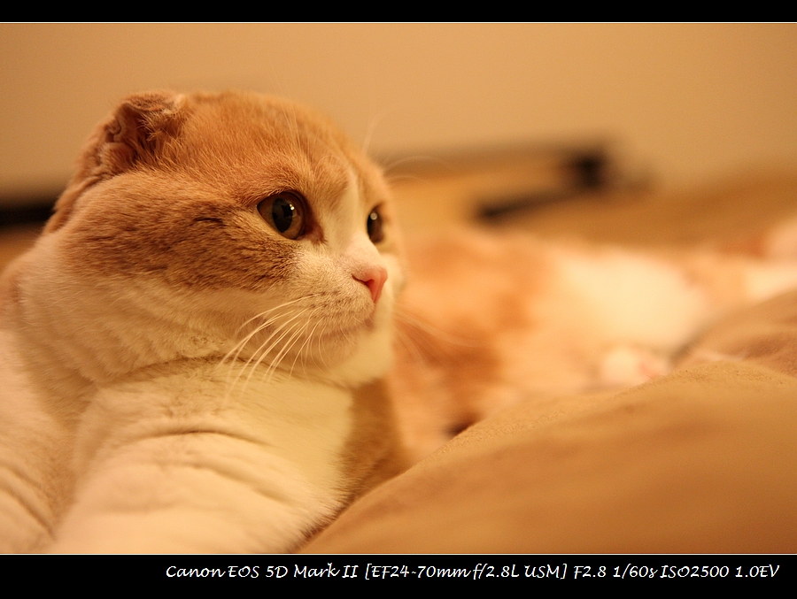 20130406-cat-IMG_9792.jpg