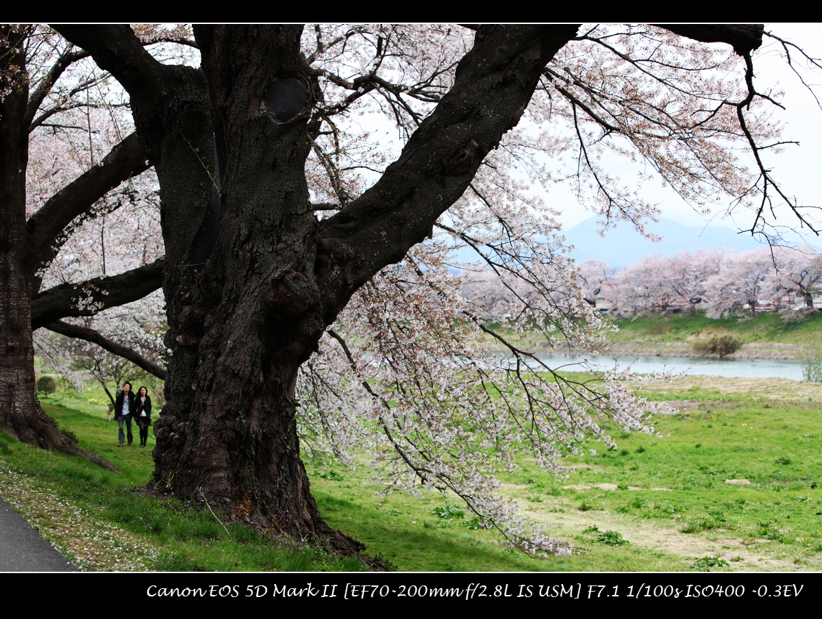 2013-04-20-sakura-IMG_0896.jpg