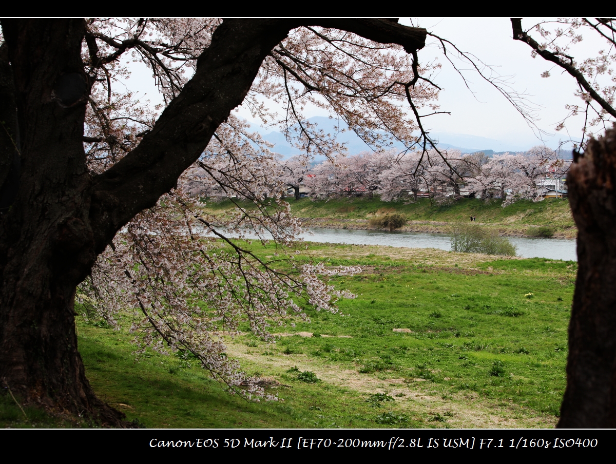 20130420-sakura-IMG_0892.jpg